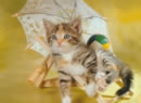 gatto con ombrellino