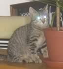 liu