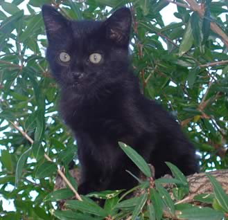 Cucciolo nero sul ramo
