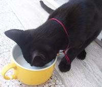 Gatto che beve il latte