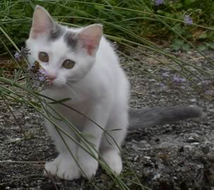 Gattino che annusa un fiore