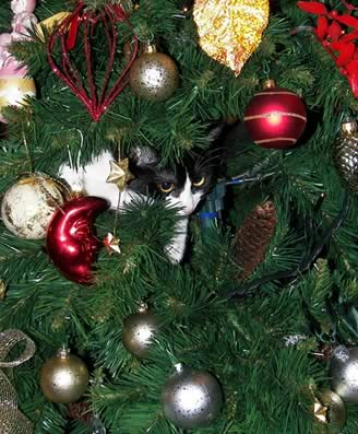 Gattoalbero di natale