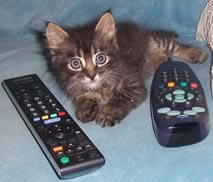 gatto con telecomandi
