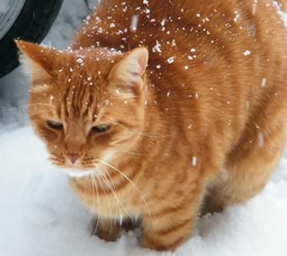 Gatto della neve