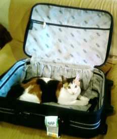 Gatto dentro la valigia