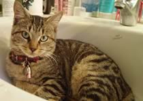 Gatto nel lavabo