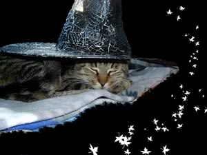 Gattoween