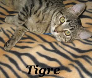 Tigre Pisolo