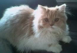 Armand