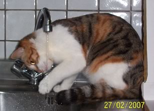 gatto-che-beve-dal-rubinetto