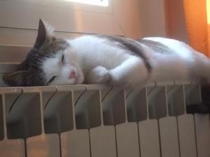 Gatto sul termosifone