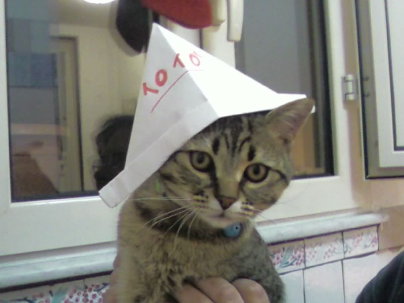 gatto con cappello