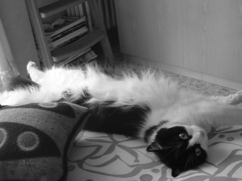 foto-bianco-e-nero-gatto-800.jpg