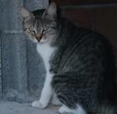 Foto di gatto di campagna