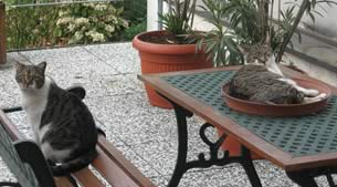 Gatti in terrazza