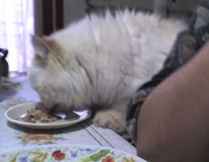 gatto che mangia nel piatto