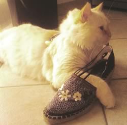 Gatto con scarpe