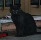 Gatto nero in strada