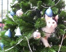 Gatto sull' albero di natale