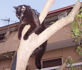 Gatto sull' albero