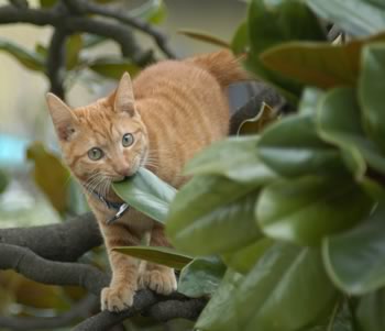 gatto vegetariano