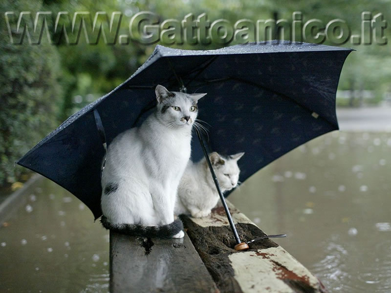 due-gatti-con-ombrello-800.jpg