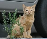 gatto davanti all'auto