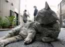 gatto grigio europeo